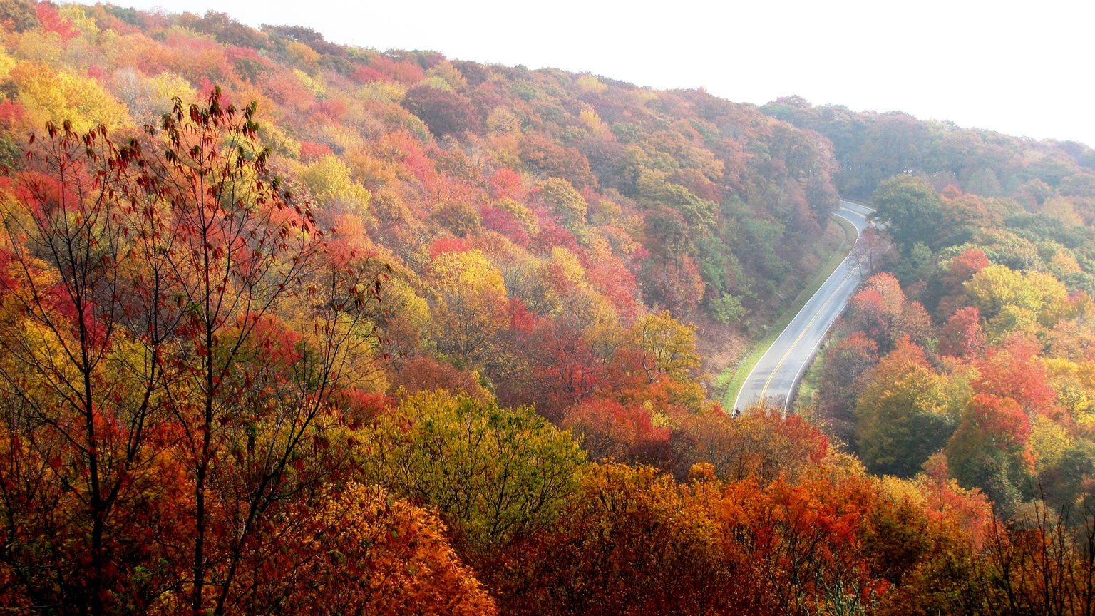 Road in a Autumn Forest